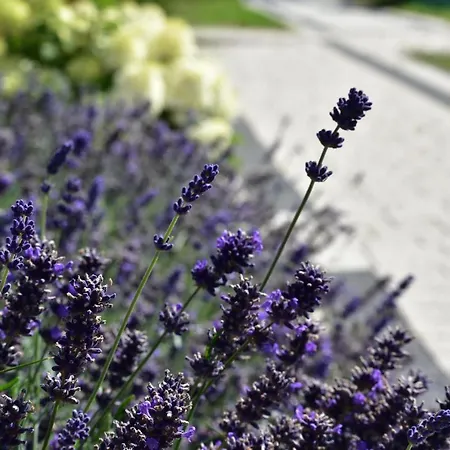 Blask Latarnl * ニエホジェ